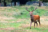 Veluwe hert von Dennis van de Water Miniaturansicht