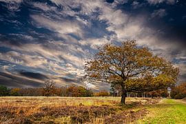 Einsamer Baum in der Heide .