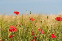 Coquelicot