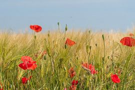 Poppy! by Flachsfotografie