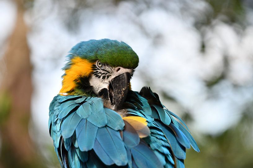 Ara Parrot by Robert Styppa