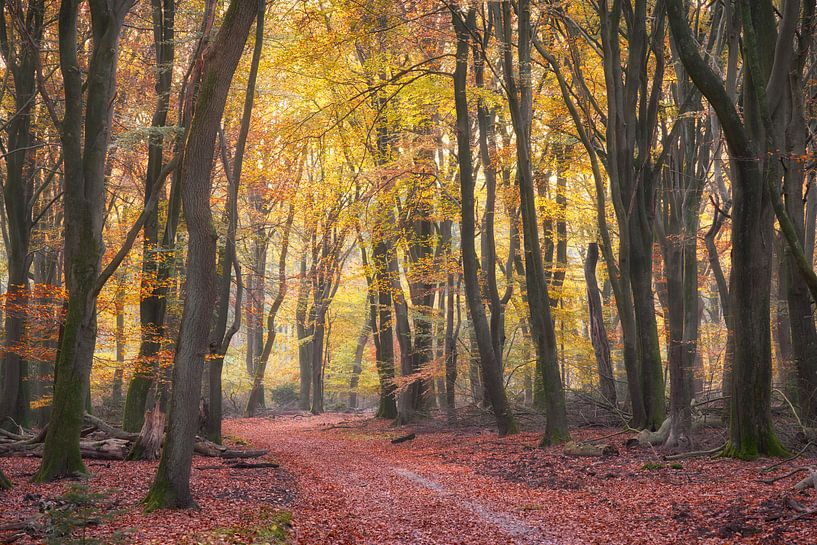 Herbstliche Farben im Speulderbos auf der Veluwe von Cor de Hamer