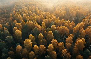 Herbstwald von oben