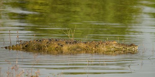 Krokodil in het water