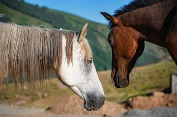 Kirgizië: de majestueuze paarden van Laimute Kuriene