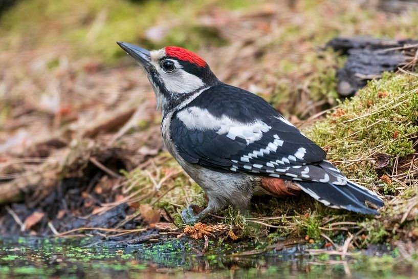 Pic épeiche par Merijn Loch
