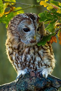 A tawny owl in the forest by Roland Brack