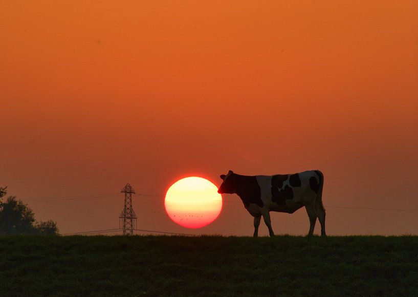 bite of the sun by Heidi de Vries