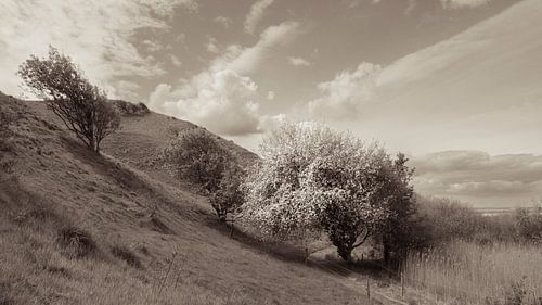 Le vieux pommier (sépia)
