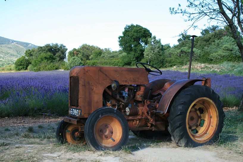 Lavendel von Marcel Brands