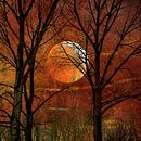 Maan tussen de Bomen 2 Fantasie met Rood en Oranje. van Alie Ekkelenkamp thumbnail
