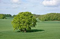 Lente in Holstein Zwitserland van Gisela Scheffbuch thumbnail