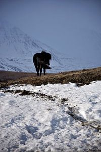 Isländisches Pferd in einer Winterlandschaft von Elisa in Iceland