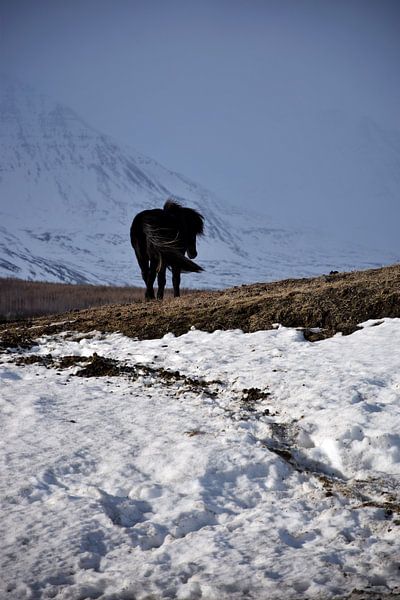 IJslands paard in een winterlandschap van Elisa in Iceland
