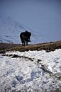 IJslands paard in een winterlandschap van Elisa in Iceland thumbnail