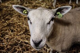 schapenkop van anouk kemper