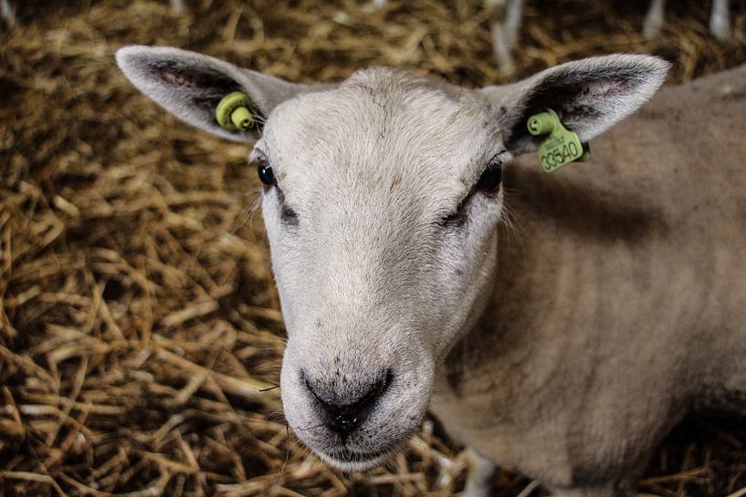 tête de mouton par anouk kemper