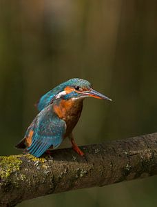 Dansende ijsvogel
