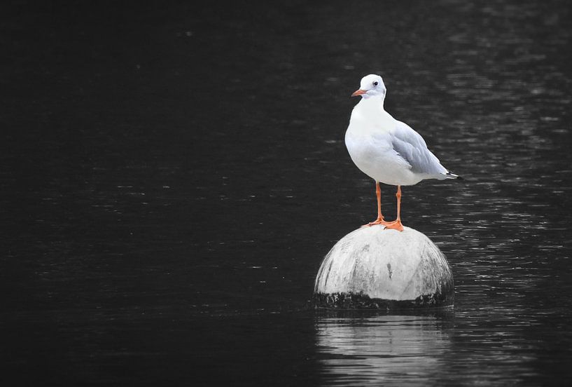 The Seagull by Maickel Dedeken