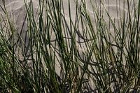 Marram grass on Dutch beach dune