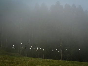 Cattle egrets in the morningsun by Willemijn Wolthaus