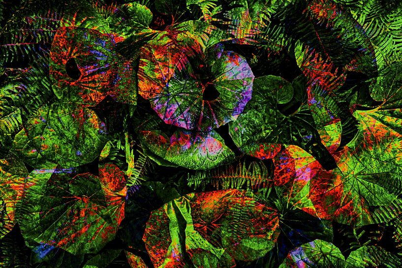 Colourful leopard plant by Dieter Walther