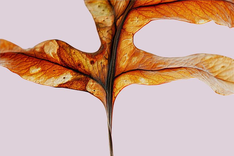 WARM GLOW FERN LEAF 002 - Tangerine Botanische Fotokunst Varen Blad van Saskia Mensink PRINTS