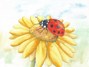 Ladybird on a yellow flower by Sandra Steinke
