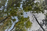 blauwe lucht door de bomen