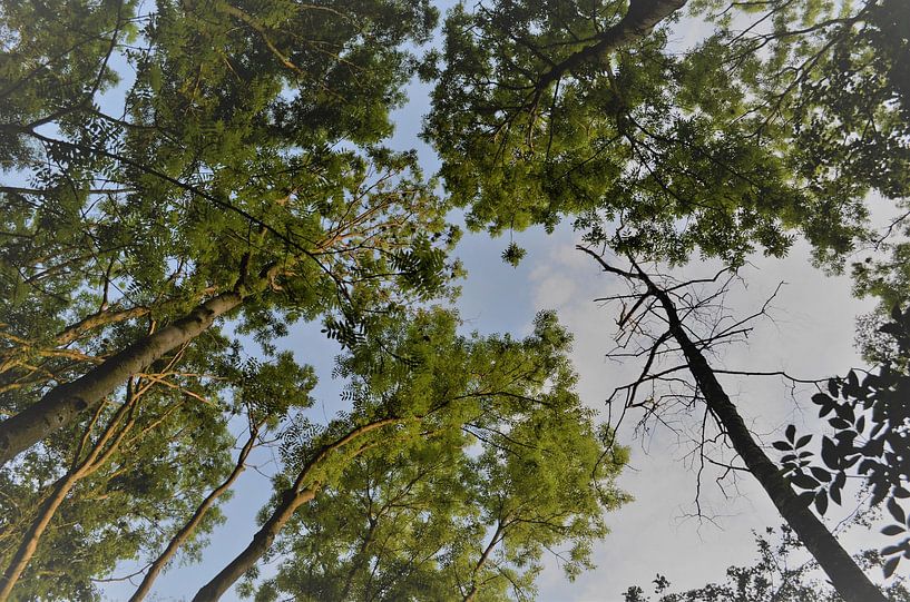 blue sky through the trees by falko visser