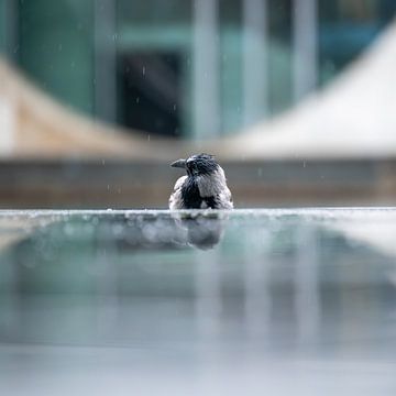 Raven reflection - Mysticism behind the stairs by Karsten Rahn