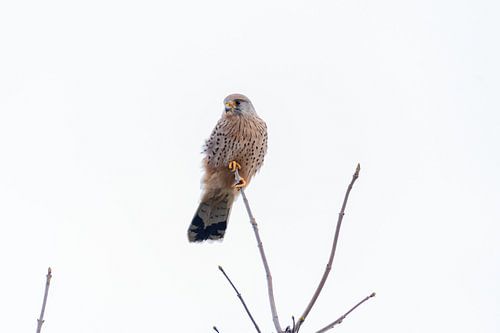 Kestrel in the polder South Holland