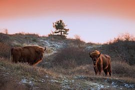 Des sages dans les dunes du Kraansvlak du Kennemerland du sud sur Jeroen Stel