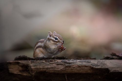 Erdhörnchen in warmen Farben