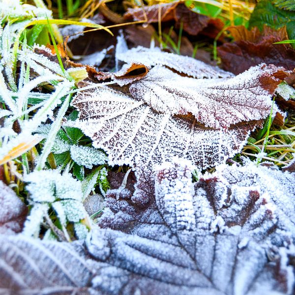 Feuilles gelées sur le sol par JustPictures_bySven