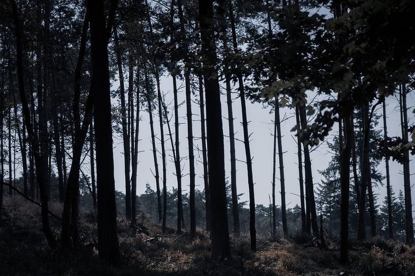 Presque par Crystal Clear