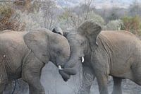 Fighting elephants Pilanesberg National Park South Africa