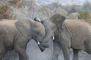 Vechtende olifanten Pilanesberg National Parc Zuid Afrika