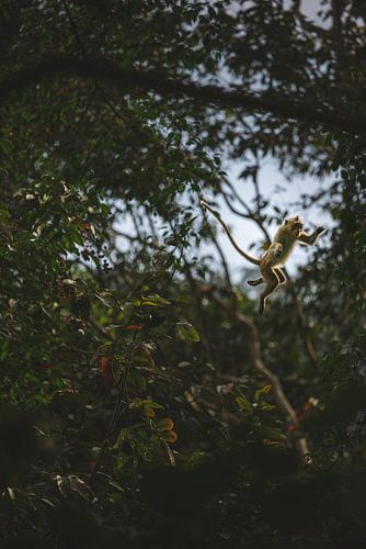 Apen van Khao Sok: Speelse Inwoners van het Thaise Regenwoud