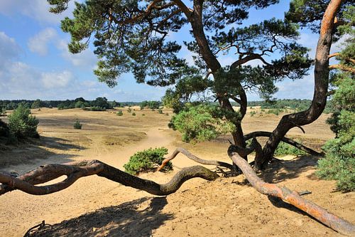 Landschap Kootwijkerzand
