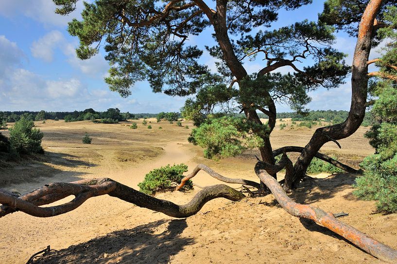 Landschap Kootwijkerzand von Willem van Leuveren Fotografie