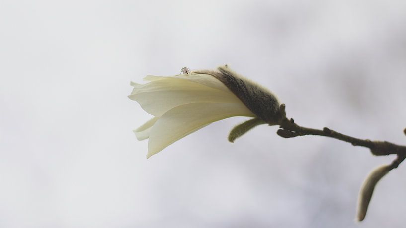 Life by Stephan Krabbendam