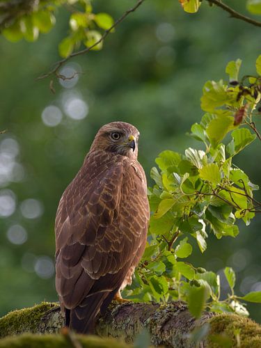 Bussard, Porträt 2 von BHotography