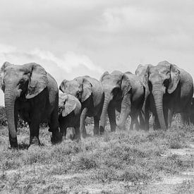 Elefantenherde Afrika Wilf-Life SW von Gertjan Hesselink