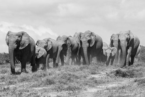 Kudde olifanten Afrika Wild-Life ZW
