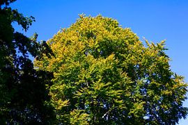 Forêt d'automne sur Thomas Jäger