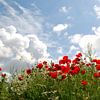 Champ de coquelicots sur Homemade Photos