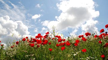 Poppies in the field by Homemade Photos