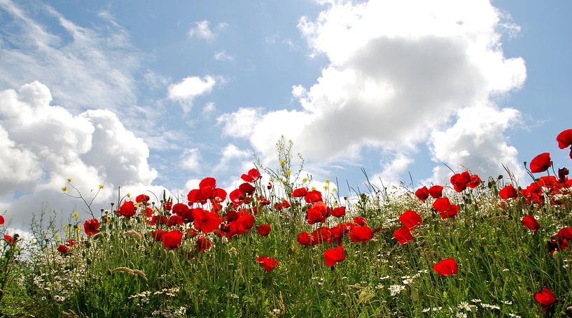 Champ de coquelicots par Homemade Photos