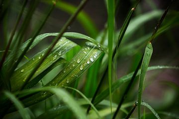 Regentropfen auf Gras von Vinanda Voncken